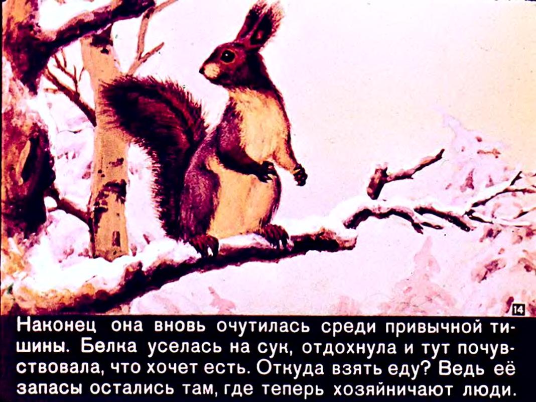 Краткое содержание рассказа белочка-хлопотунья для читателей дневника