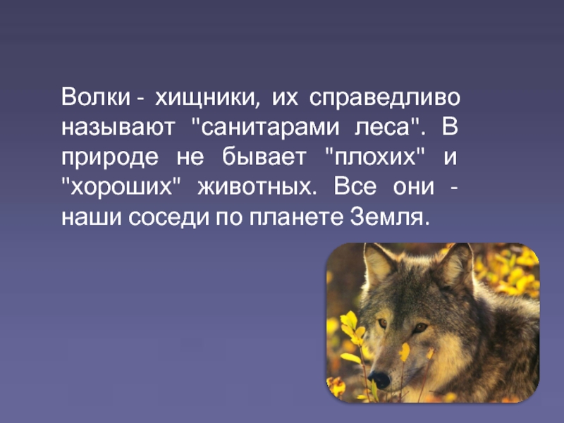 О чем заставил задуматься рассказ «волки зайцева»?