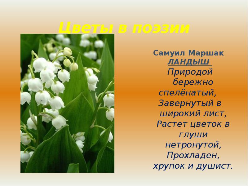 Изучение пейзажной лирики.самуил яковлевич маршак "ландыш" презентация, доклад