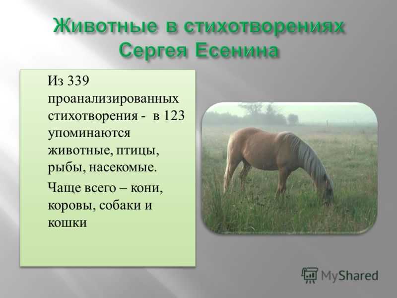 Анализ стихотворения лисица есенина
