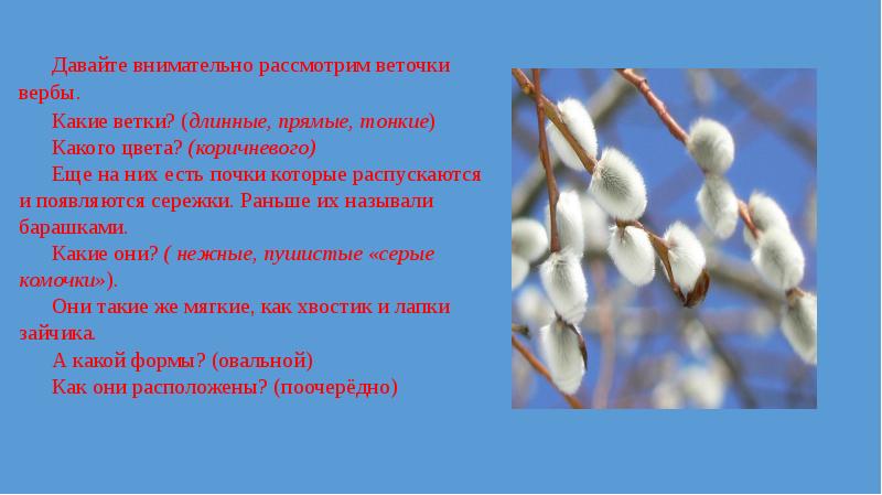 Уж верба пушистая. фет афанасий афанасьевич. анализ стихотворения фета «уж верба вся пушистая…»