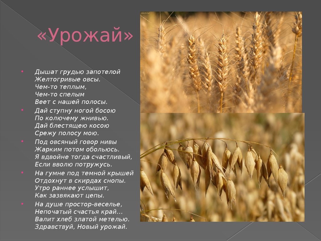 Твардовский «урожай», анализ стихотворения