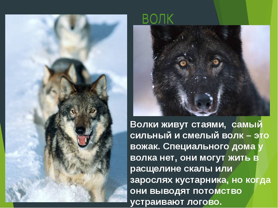 Важное для размышлений - глубокий смысл рассказа о свирепых волках, преследующих беспечных зайцев - questionsprosi.ru