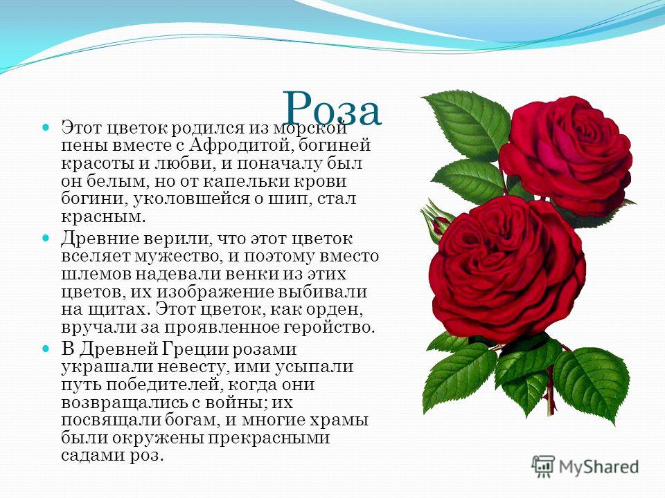«разбираемся в смысле «красного цветка» гаршина: духовно-философский анализ произведения»