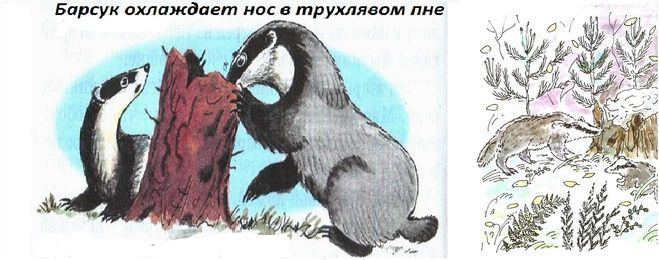 Паустовский константин “барсучий нос”. читательский дневник, краткое содержание