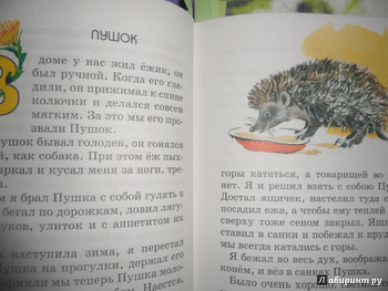 Г скребицкий пушок главная мысль. школьное чтиво: "пушок". какие пословицы подходят к рассказу скребицкого «пушок»