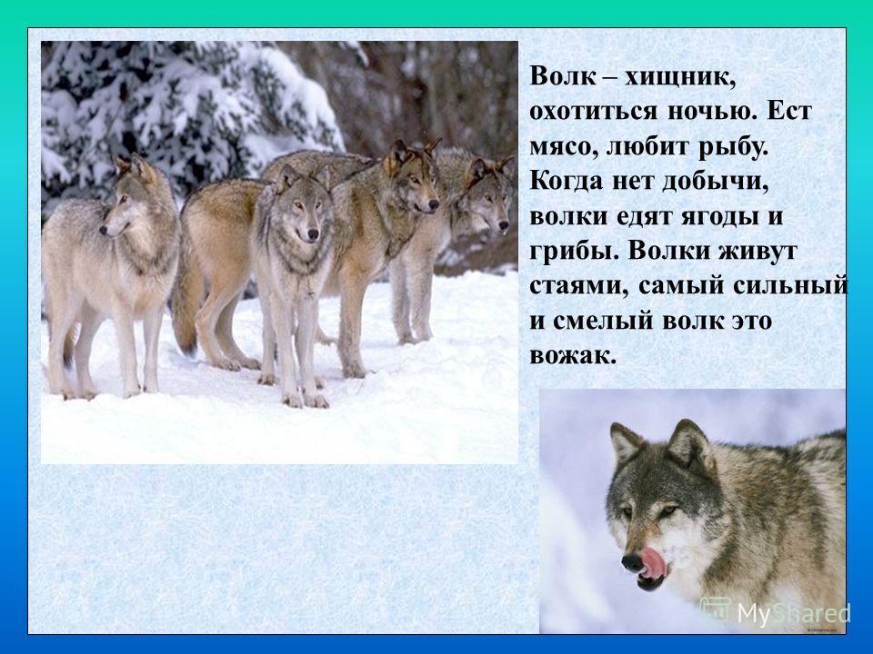 Краткое содержание «волки»