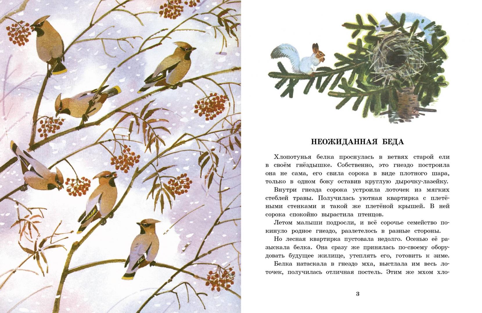 Читать сказку белочка-хлопотунья - георгий скребицкий, онлайн бесплатно с иллюстрациями.
