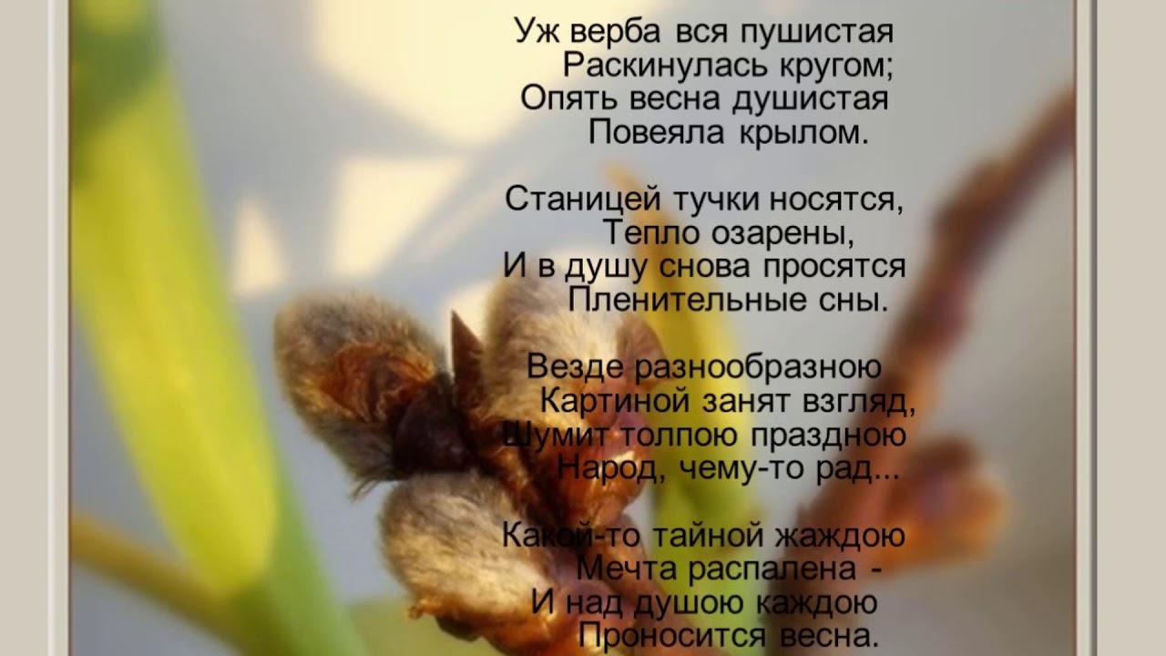 Анализ  стихотворения уж верба вся пушистая | афанасий фет