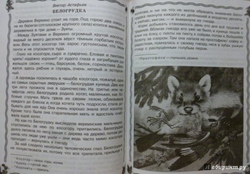 Астафьев виктор рассказ «белогрудка»