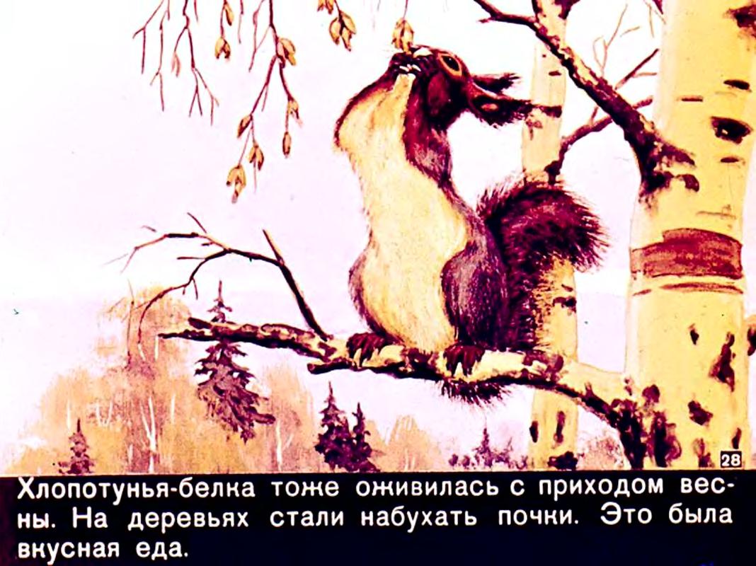 Белочка-хлопотунья — скребицкий г. | skazkipritchi.ru