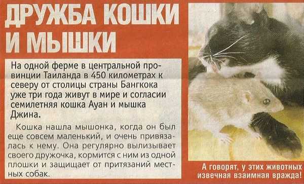 Сказка дружба кошки и мышки - братья гримм онлайн читать без регистрации