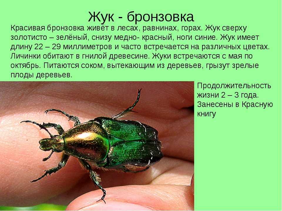 «золотой жук» — краткое содержание новеллы э. по