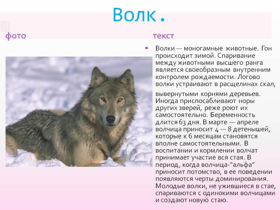 Что нас заставляет задуматься рассказ "волки" о зайцева?