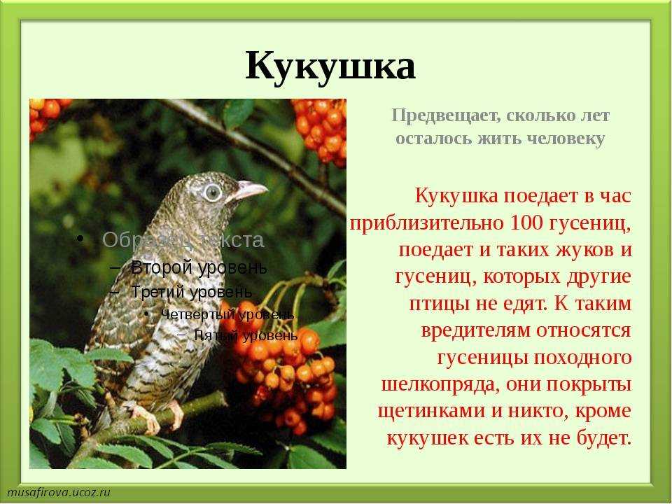 Как троицын день изменил жизнь лизаньки