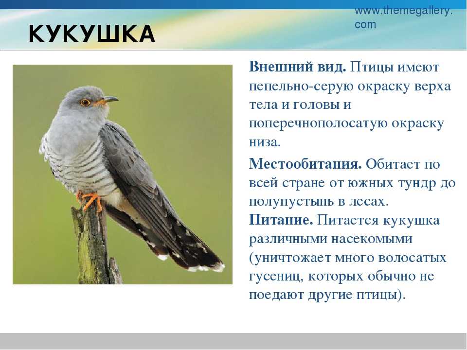 И. а. новикова "троицкая кукушка" какое краткое содержание? - вопросник.про