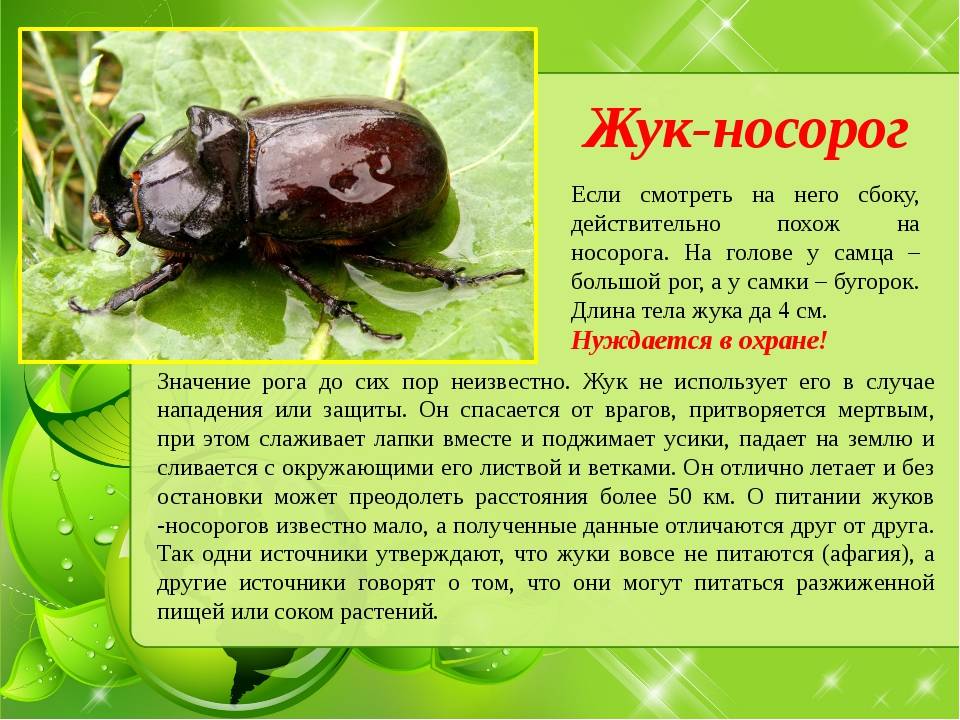 «золотой жук» краткое содержание за 1 минуту и подробно за 6 минут