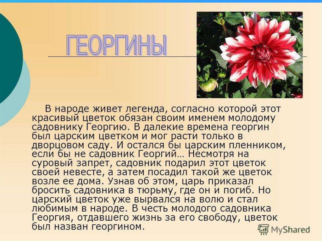 Разбираемся в глубоком смысле «красного цветка» гаршина: экспертный анализ и интерпретация произведения