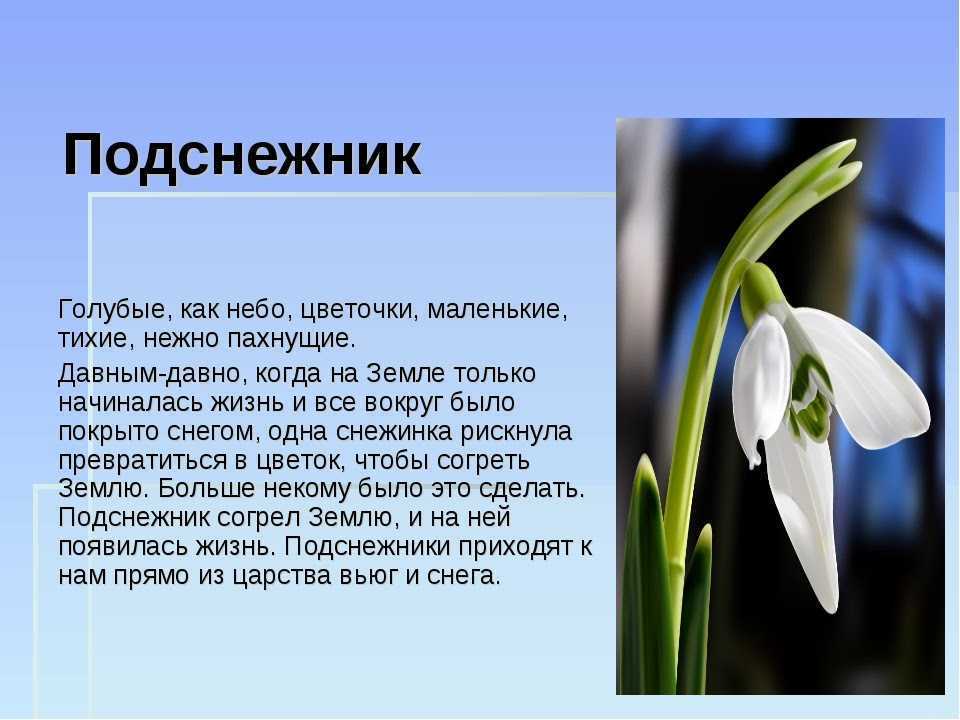 Рассказ "подснежник": краткое содержание. "подснежник" бунина (анализ)