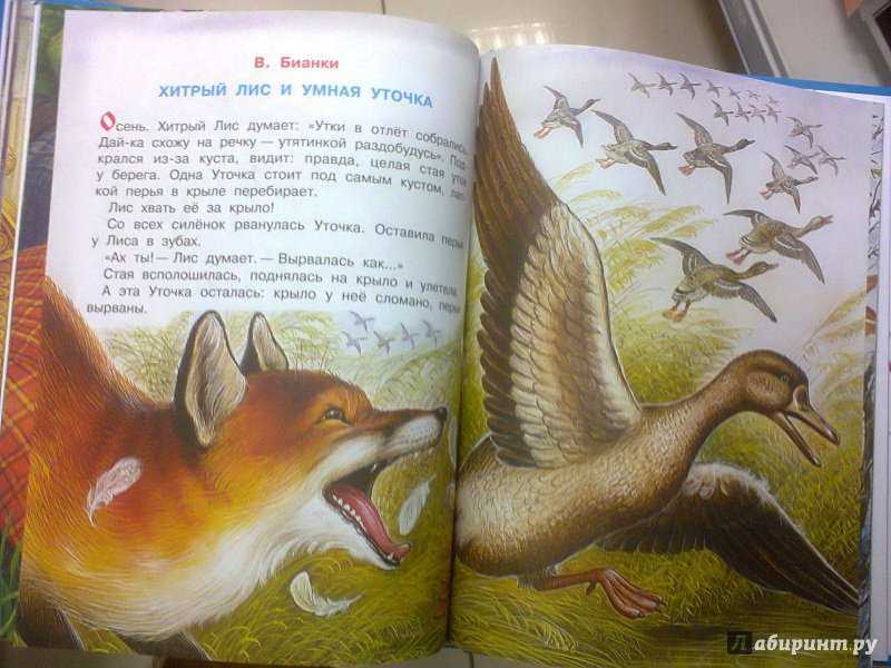 Бианки «хитрый лис и умная уточка»: какие пословицы отражают суть сказки?