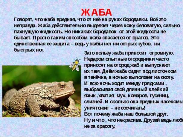 Идейно-художественное единство «записок охотника». в. в. голубков