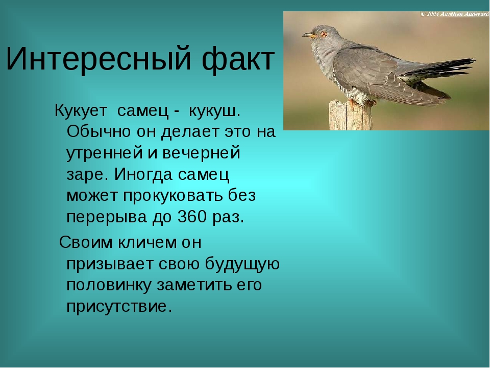 Кратко «троицкая кукушка» и. а. новиков