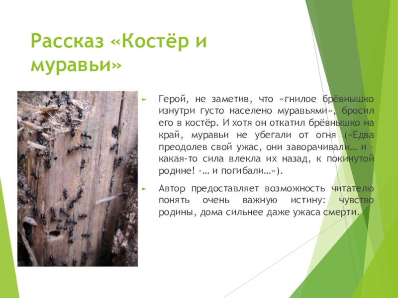 Гадкий утенок — кратко для читательского дневника