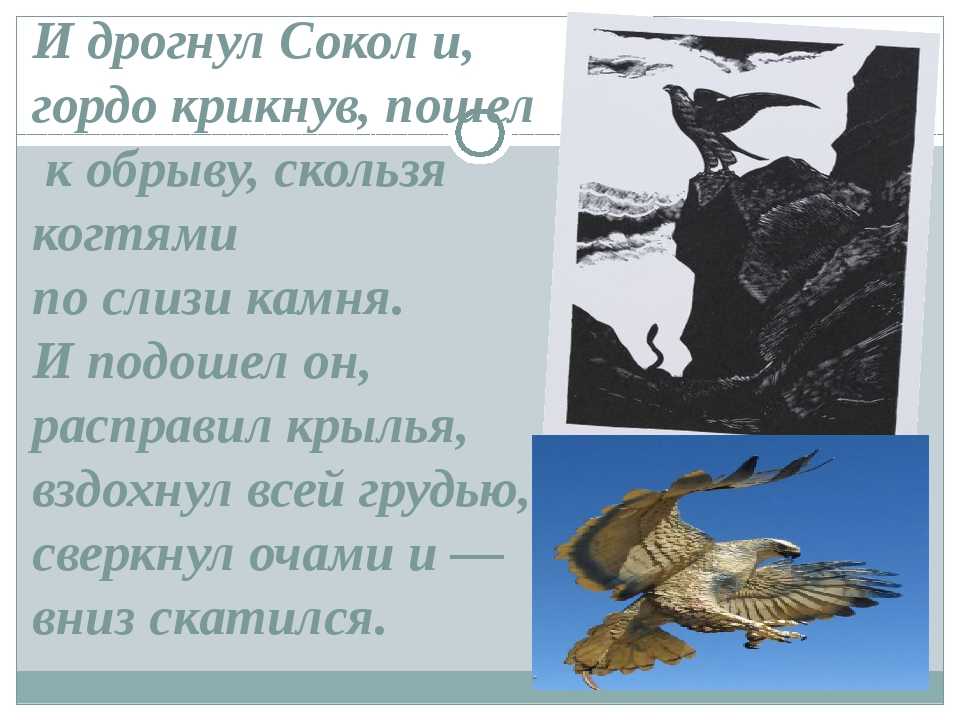 Анализ «песня о соколе» горького ❤️ - горький