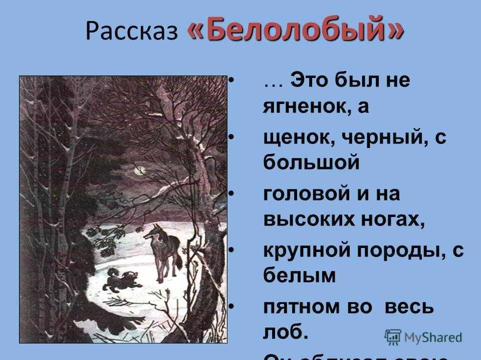 Краткое содержание чехов белолобый за 2 минуты пересказ сюжета