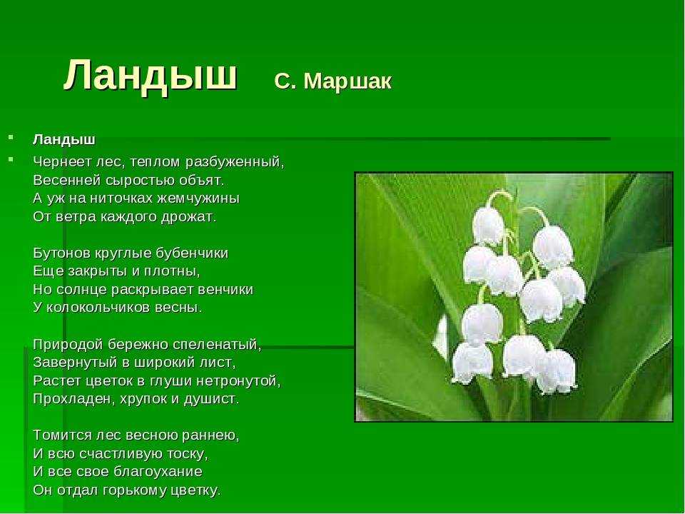 Чернеет лес теплом разбуженный весенней. анализ стихотворения маршака «ландыш»