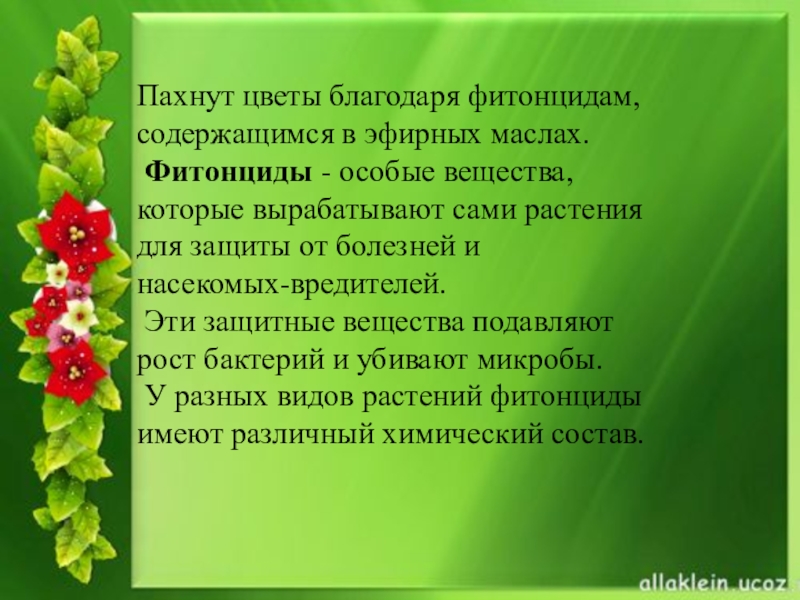 Конкурс: синквейн — одуванчик