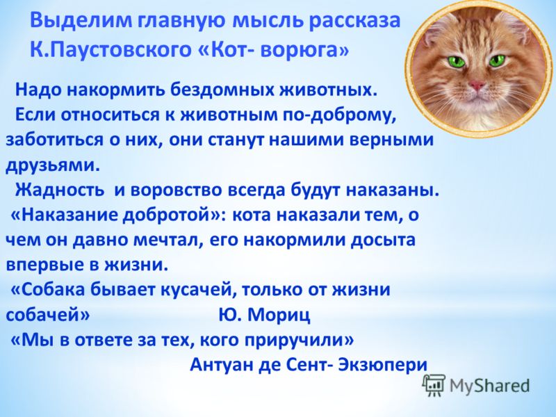 Секреты планирования и структурирования рассказа «кот-ворюга»