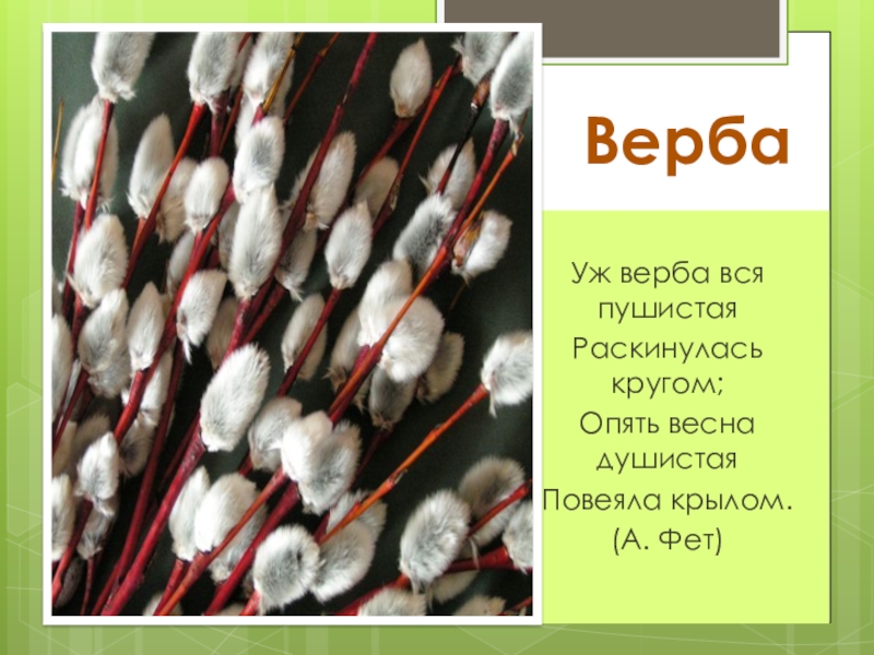 Анализ стихотворения фета уж верба вся пушистая раскинулась кругом. фет афанасий афанасьевич