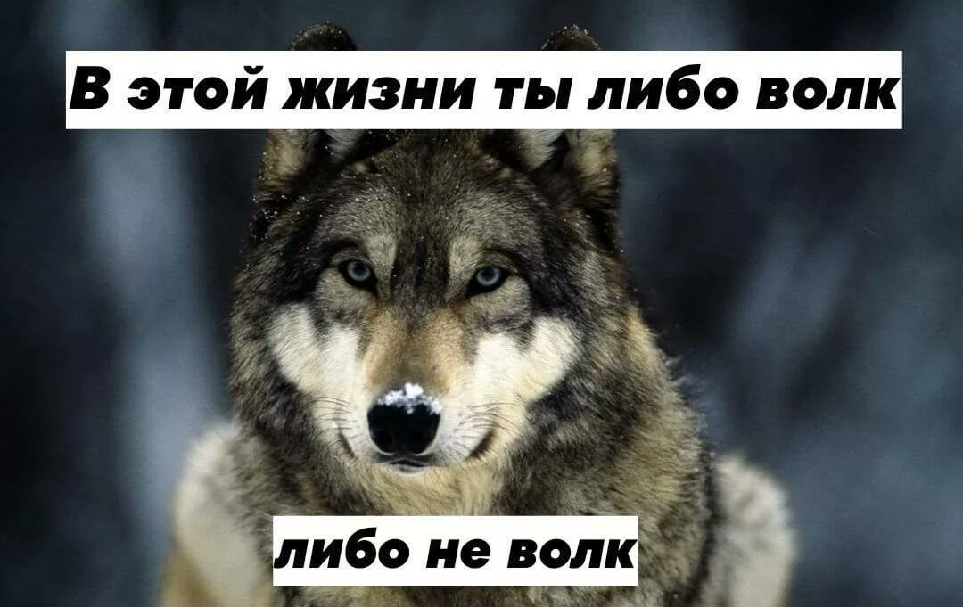 Влияние рассказа «волки зайцева» на нашу психологию и понимание природы