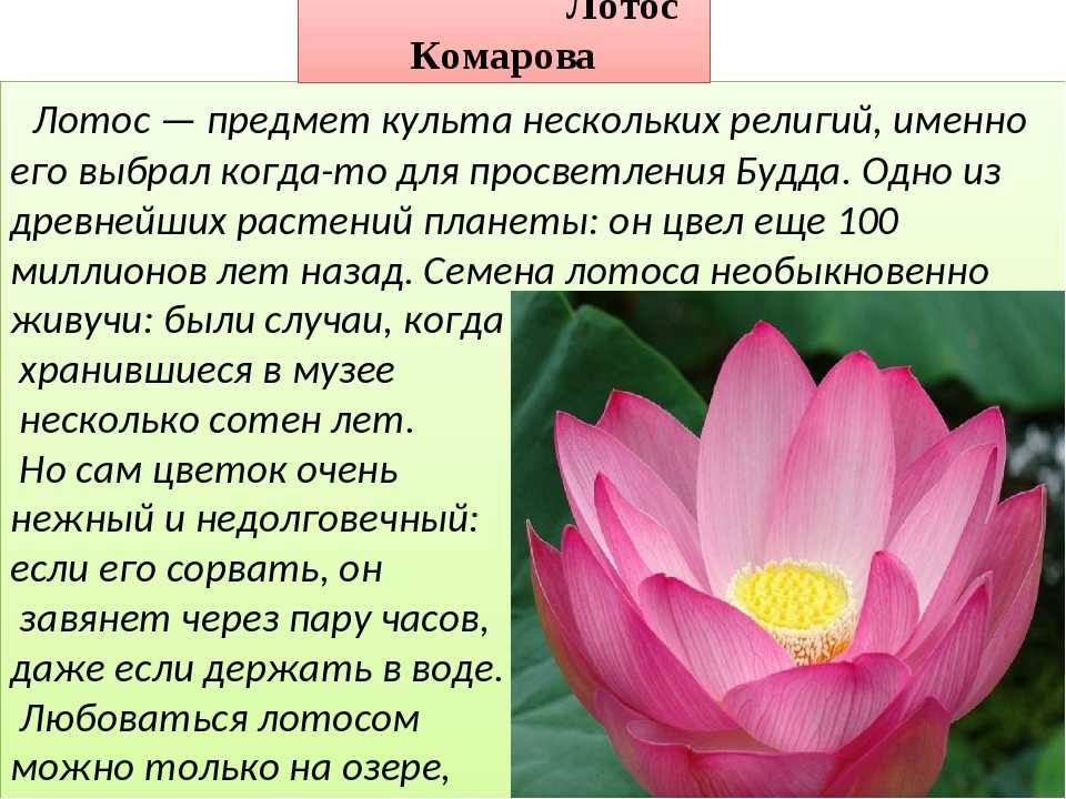 Описание главного героя красный цветок