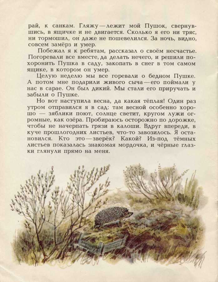 Чему учит рассказ скребицкий пушок